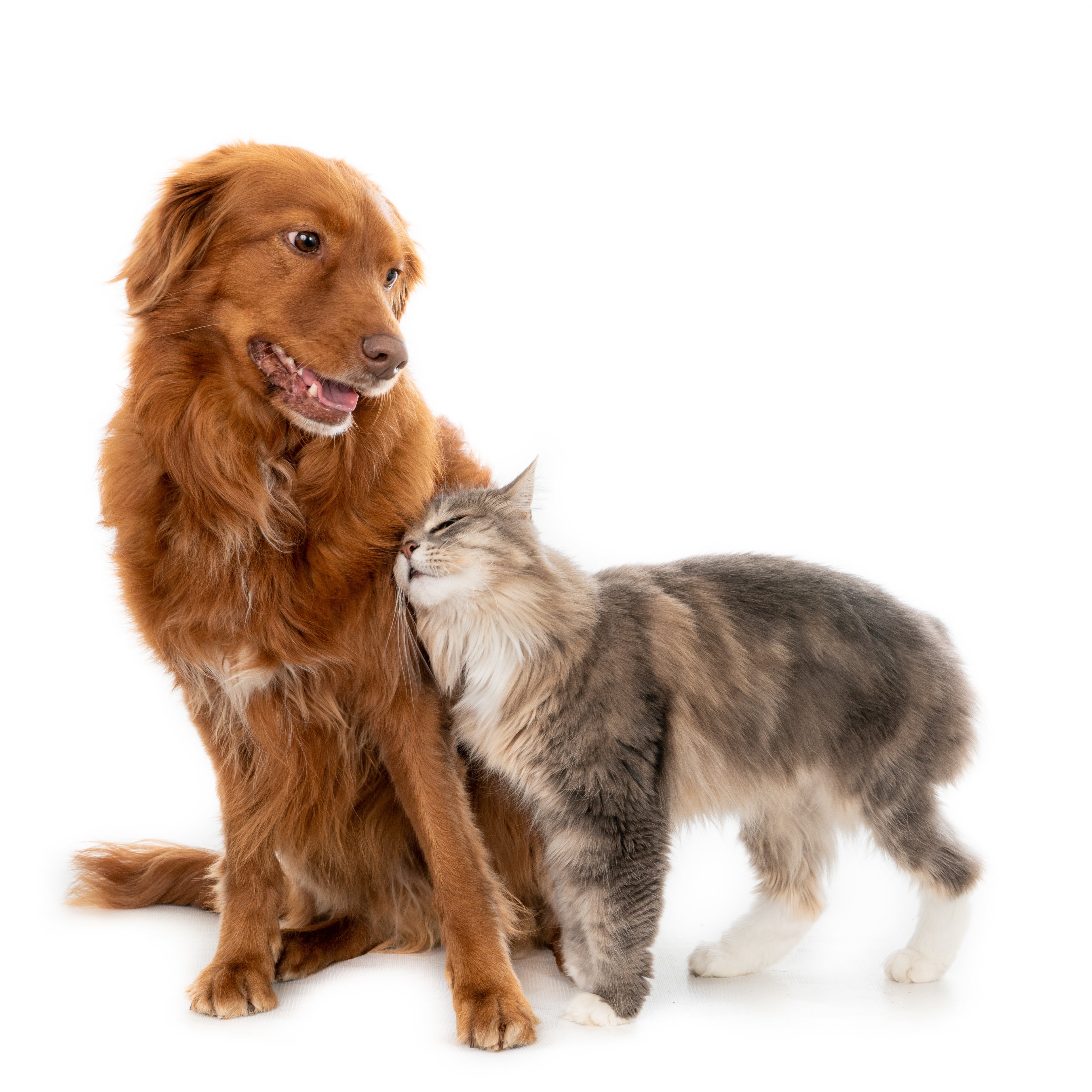 Top Quality Pet Products in Jonesborough TN Tennessee Tails Pet